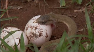 Kelahiran Bayi Komodo yang LUAR BIASA: Keajaiban Alam!