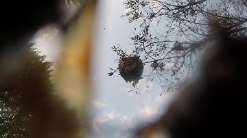 Shooting a Paper Wasp Nest With a Paintball Gun - DESTROYED! (Shooting times in description)