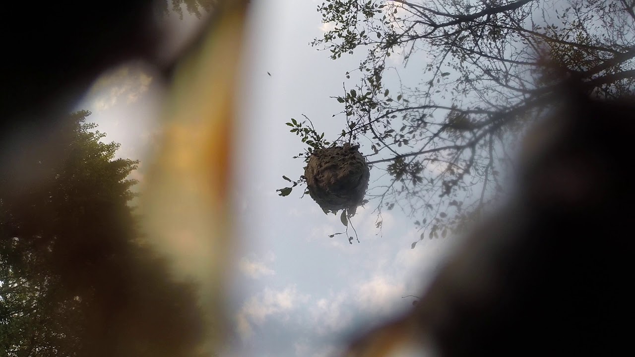 Shooting a Paper Wasp Nest With a Paintball Gun DESTROYED! (Shooting