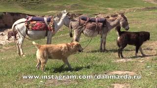Гиссарские овцы и аборигенные САО - саги дахмарда чабанов из Кабадияна на перегоне