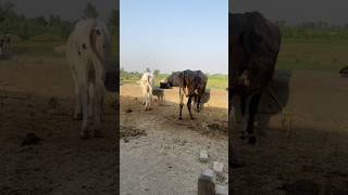 After wheat 🌾 harvesting season today at farm house 🏡 #farming #cattleworld #farmerslife #animals