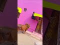 Funny moments 😂😂 #trending #viral #funny #cow #comedy