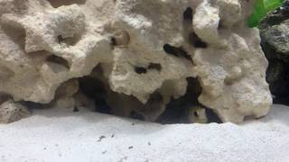 Jawfish Dramatically Builds His Burrow