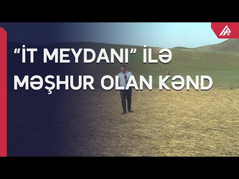 Lüləli kəndinin “it meydanı”nından Reportaj