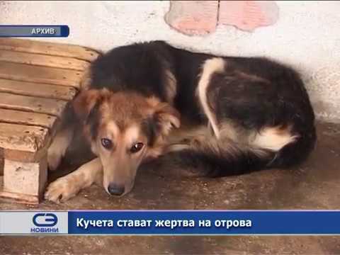 Видео: Куче погълната отрова - отрова, погълната от лечение на кучета