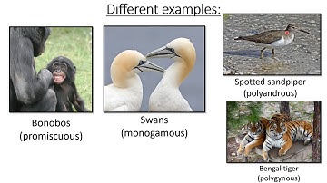 BEHAVIORAL ECOLOGY | RECIPROCAL ALTRUISM | MATING SYSTEM | IMPRINTING