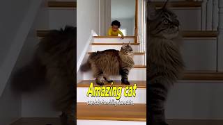 계단에서 굴러 떨어지는 아기를 구하는 놀라운 고양이  by Animals Olympics  #shorts