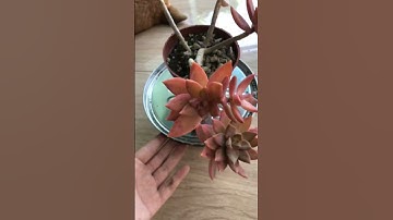 Thumbnail of Graptosesum 'California Sunset #succulent #short #leaves