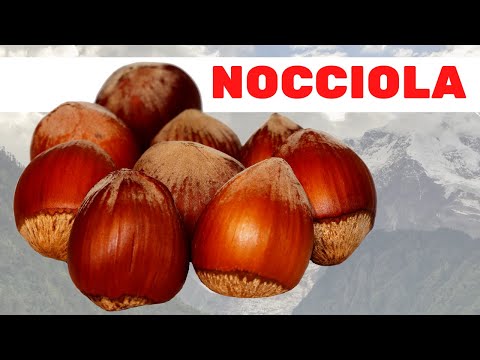 Video: Puoi mangiare la nocciola cruda?