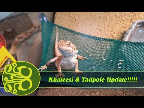 update mysql Khaleesi & the Dart Frog [Update #6] - 2 months and it has front legs!!!