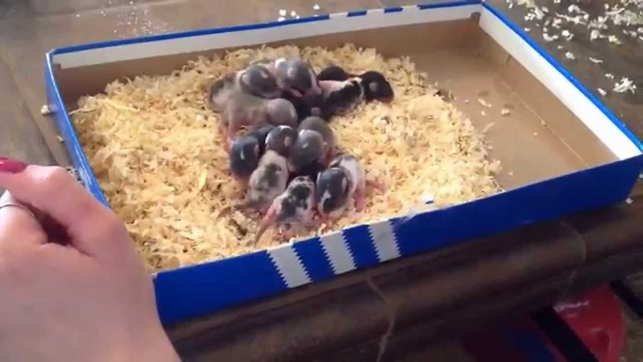 new born rats YouTube