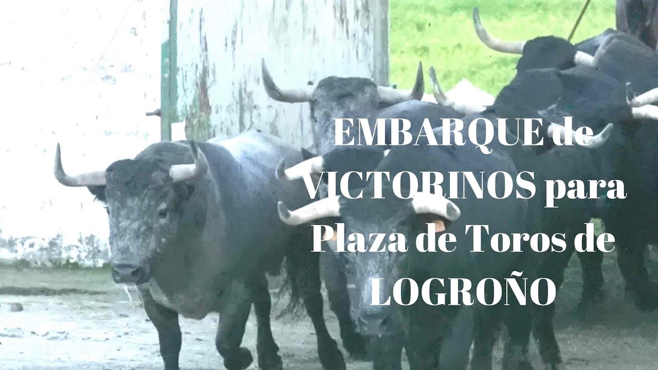 EMBARQUE de TOROS DE LIDIA de VICTORINO para PLAZA DE TOROS de LOGROÑO