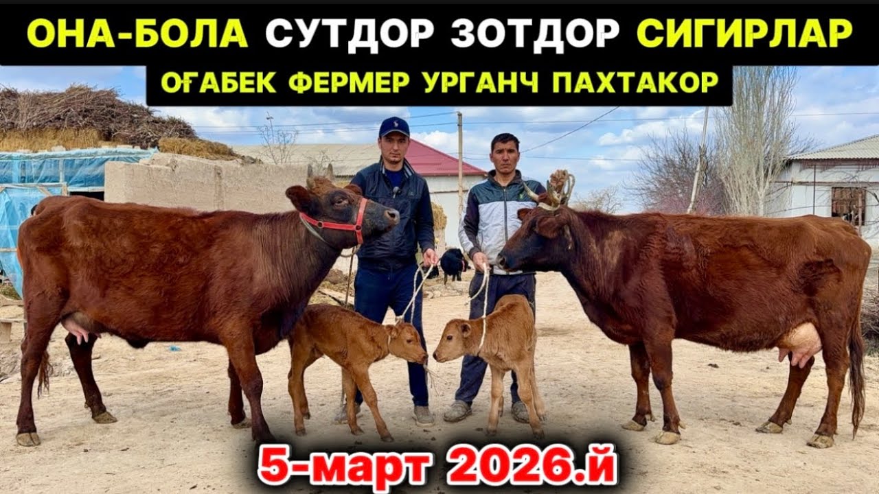 ОНА БОЛА СУТДОР СИГИРЛАР ЗЎРЛАРИ ЧИҚДИ Оғабек Урганч Пахтакор 5-марта 2026 г.