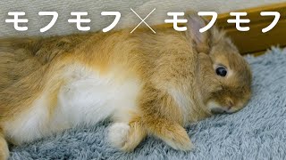 新しい絨毯の寝心地にご満悦のうさぎNo.59