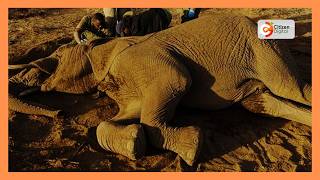 Washukiwa wanne wakamatwa kwa kuuawa kwa tembo 18 Amboseli