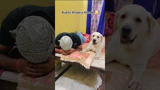 Gajab Beizzati Hai Bhai 😍 #funny #dogs #petlovers #Bella #labrador
