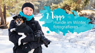 7 Tipps Für Hundefotos Im Winter Hundefotografie Bei Schnee Und Kälte