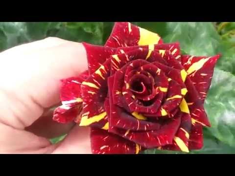 Abracadabra Rose