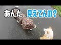 雨の散歩でレインコートのフードが役に立たない件