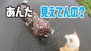 雨の散歩でレインコートのフードが役に立たない件