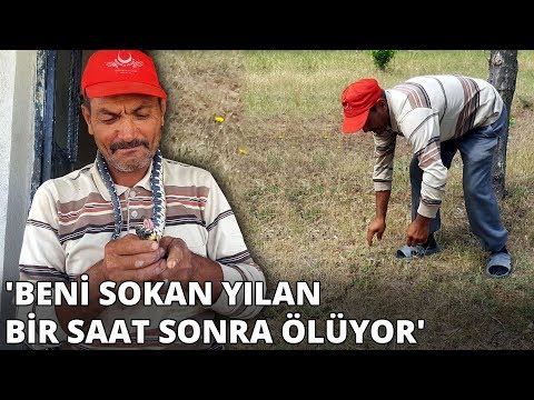 Video: Evlerini Kaybettikten Sonra Bir Kurtarma Köpeği Ailesinin İlerlemesine Yol Açıyor