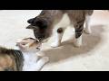 怖がり子猫と姫猫だけのご対面。姫猫の対応が優しすぎました