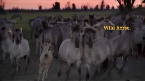 Rewilding Europe Trailer