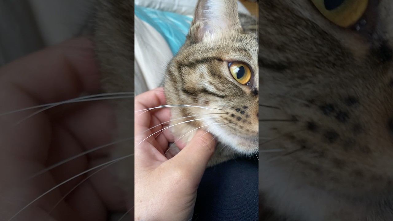 朝からおしゃべりトラジ。おはようと言ったらナ〜。 #猫 #三毛猫 #しゃべる猫 #shorts
