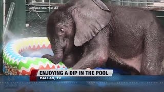 Baby elephant enjoys a dip in the pool