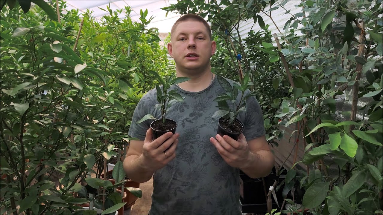 Динна груша, Пепіно/ Пепино . Пізня посадка - не біда! Відповіді на часті питання. Частина 3.