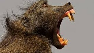 Baboon Fight - Chacma - Sony Dev 5 - Filmed By Greg Morgan