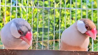 Beautiful java sparrows sing lovely song in a big forest. They are so cute birds. Java sparrow sound