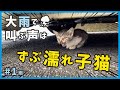 【子猫 保護】記録的な大雨の中、ずぶ濡れで鳴き叫ぶ子猫を保護しました。【大雨大猫風邪そして子猫・雨1】/ I rescued a kitten who caught a cold