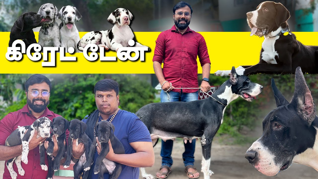 Great Dane Dog Kennel Puppies for Sale Harlequin Black Great Dane