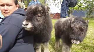 Rescued Muskox Calves Meet for the First Time