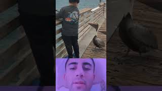 Dikkatli Bak 409 Gagaları Uzun