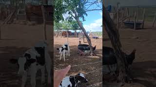 Manejo inteligente: como estamos cuidando dos bezerros hoje.