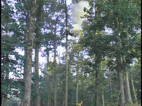 Tree Lounge Hunting High