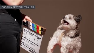 Cat and dog film festivals come to Arlington | NBC4 Washington