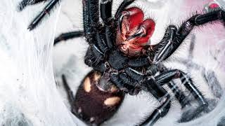 Sneaky Macrothele Gigas. Please See My Pinned Comment.