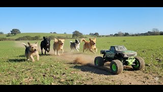 Rc Car Vs Dogs Video 5