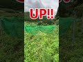 囲い罠で大型のイノシシを捕獲！＜販売終了＞