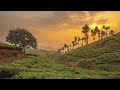 Top places to see in Munnar
