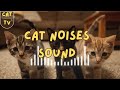 Cat Noises to Make Them Come to You 😻 Instant Attention Sound