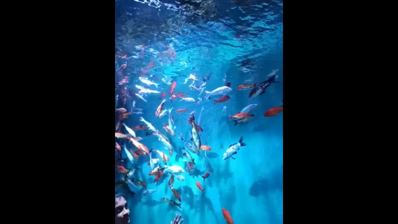 under water fish tunnel exhibition