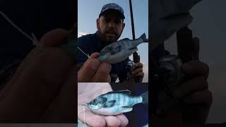 Pesca con MOJARRA artificial