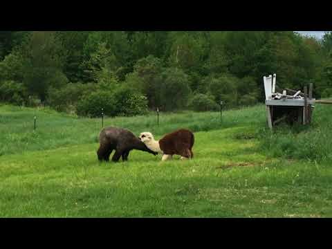 Alpacas fighting - YouTube