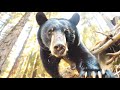 Black Bear Bluff Charge & Standoff Close Encounter Sequoia Kings Canyon National Park Rae Lakes Loop