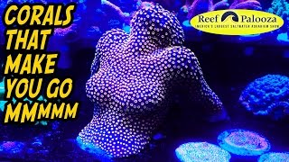 Day 1 Coverage of Reefapalooza Orlando 2017