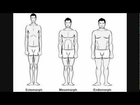 body types( ectomorph mesomorph endomorph) - YouTube